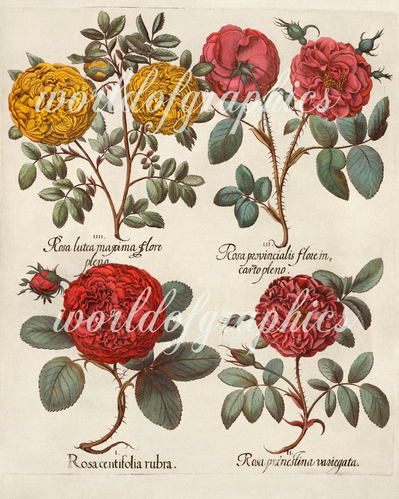 Antique Botanical Flower, Iron On Fabric, Transfer Burlap, Decoupage, Pillows Cards, Scrapbook-0001