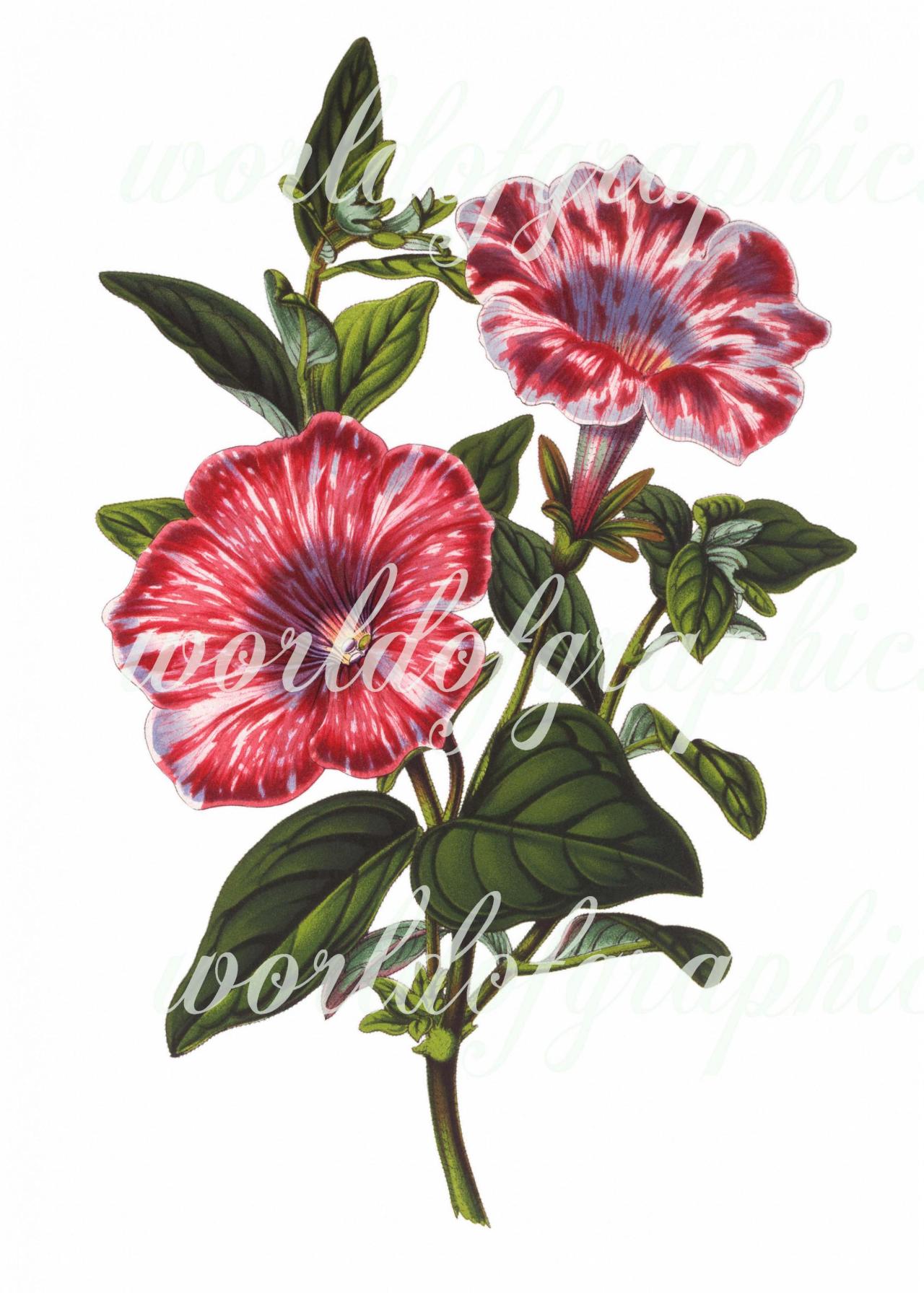 Antique Botanical Flower, Iron On Fabric, Transfer Burlap, Decoupage, Pillows Cards, Scrapbook-0007