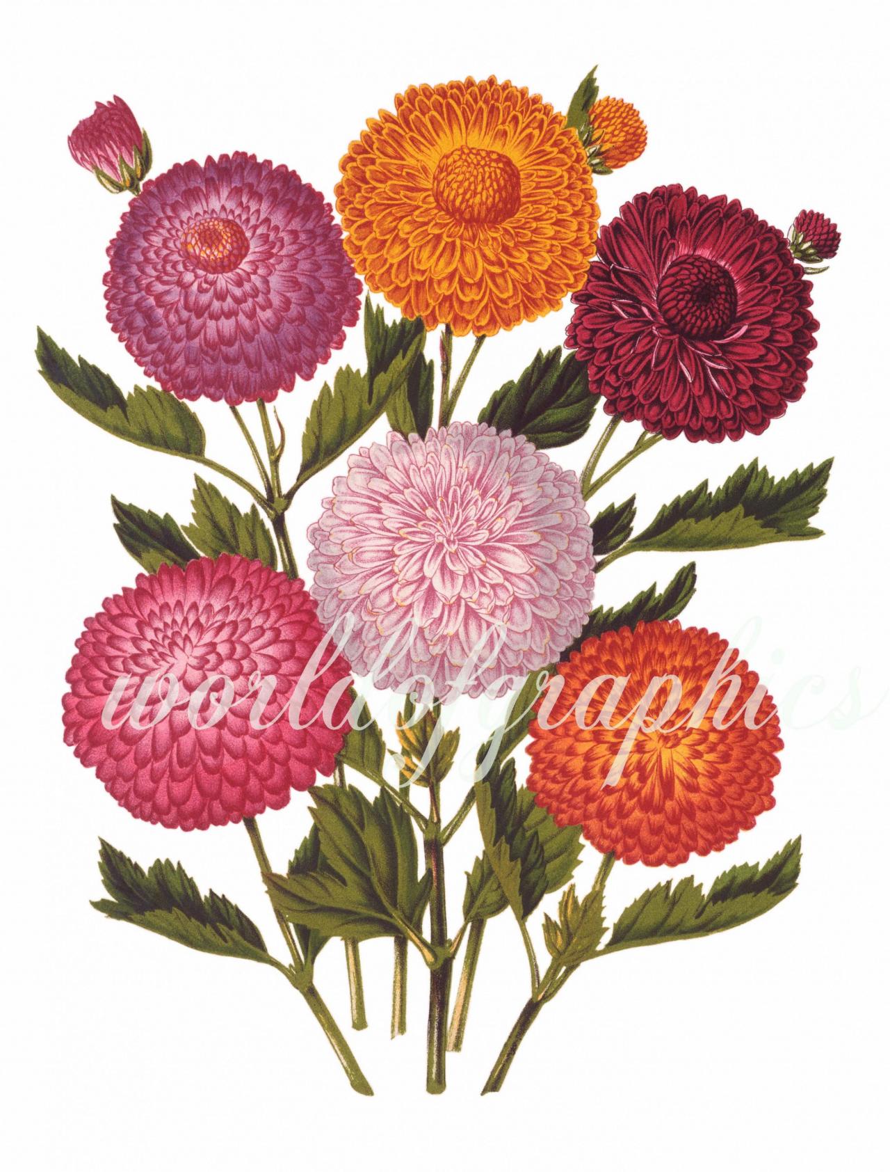 Antique Botanical Flower, Iron On Fabric, Transfer Burlap, Decoupage, Pillows Cards, Scrapbook-0013