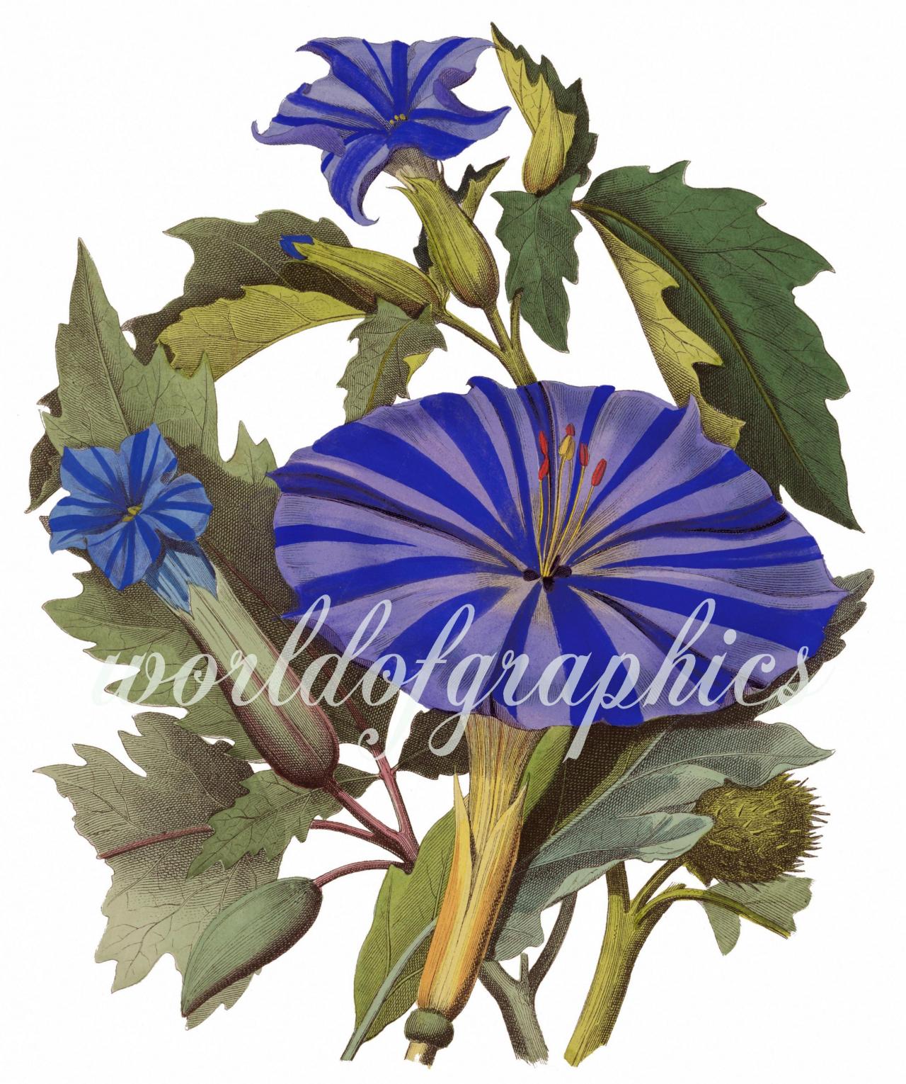 Antique Botanical Flower, Iron On Fabric, Transfer Burlap, Decoupage, Pillows Cards, Scrapbook-0017