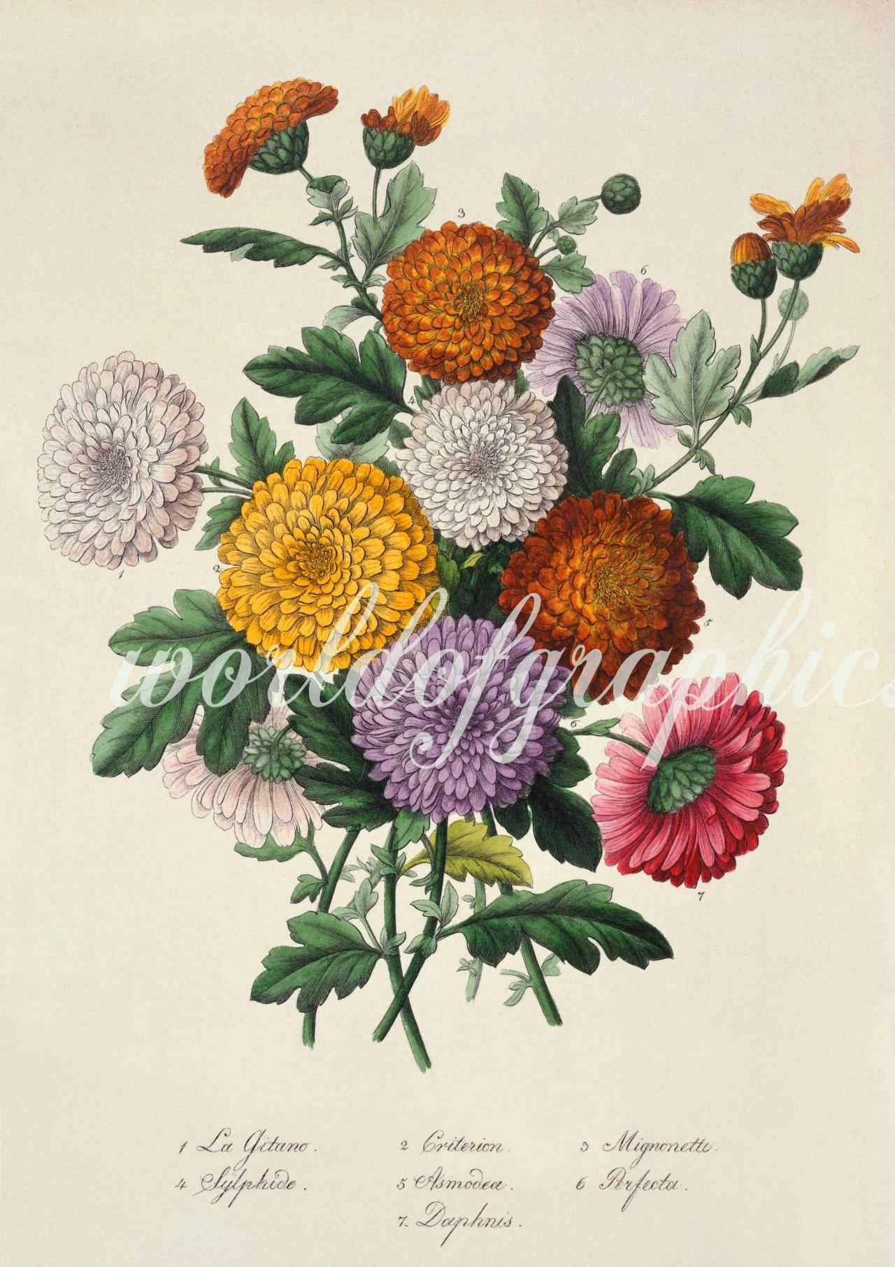 Antique Botanical Flower, Iron On Fabric, Transfer Burlap, Decoupage, Pillows Cards, Scrapbook-0018