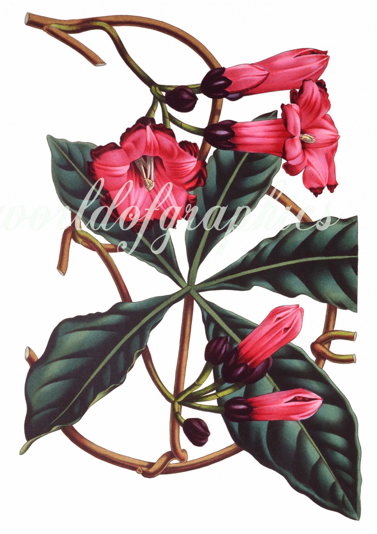 Antique Botanical Flower, Iron On Fabric, Transfer Burlap, Decoupage, Pillows Cards, Scrapbook-0023