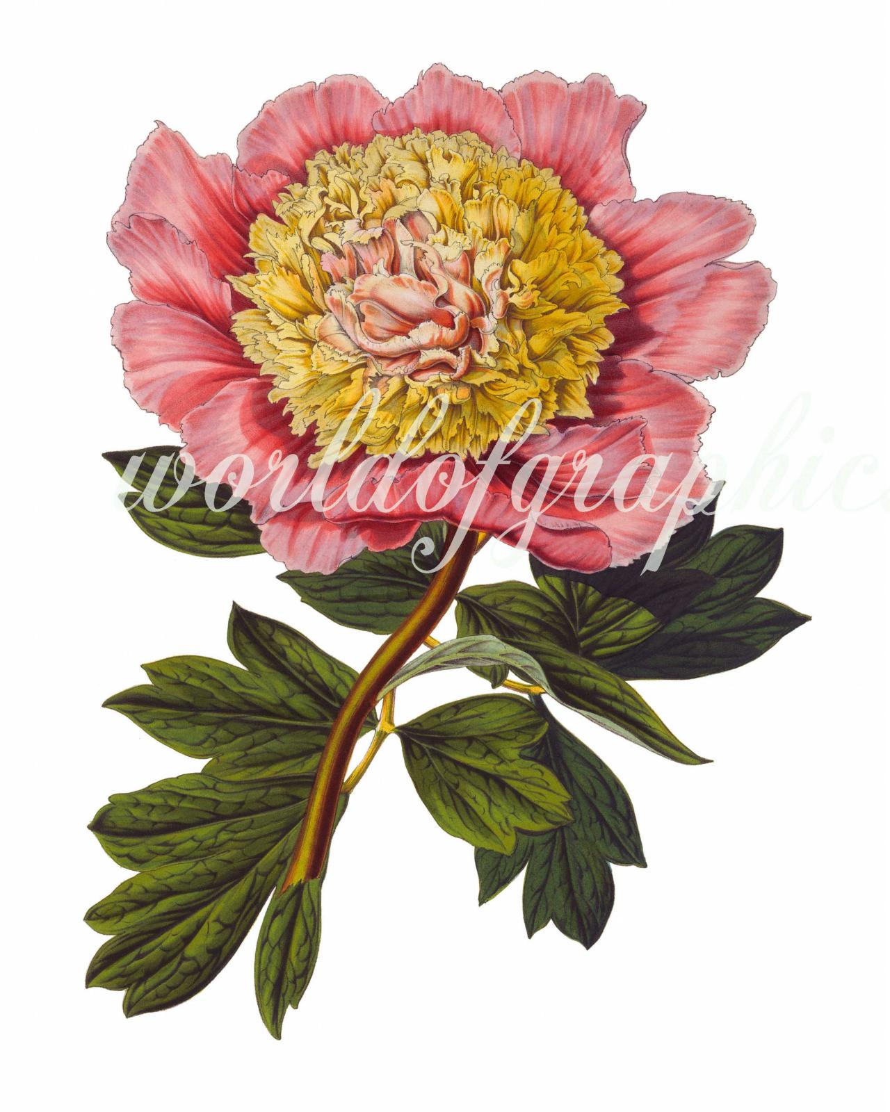 Antique Botanical Flower, Iron On Fabric, Transfer Burlap, Decoupage, Pillows Cards, Scrapbook-0024