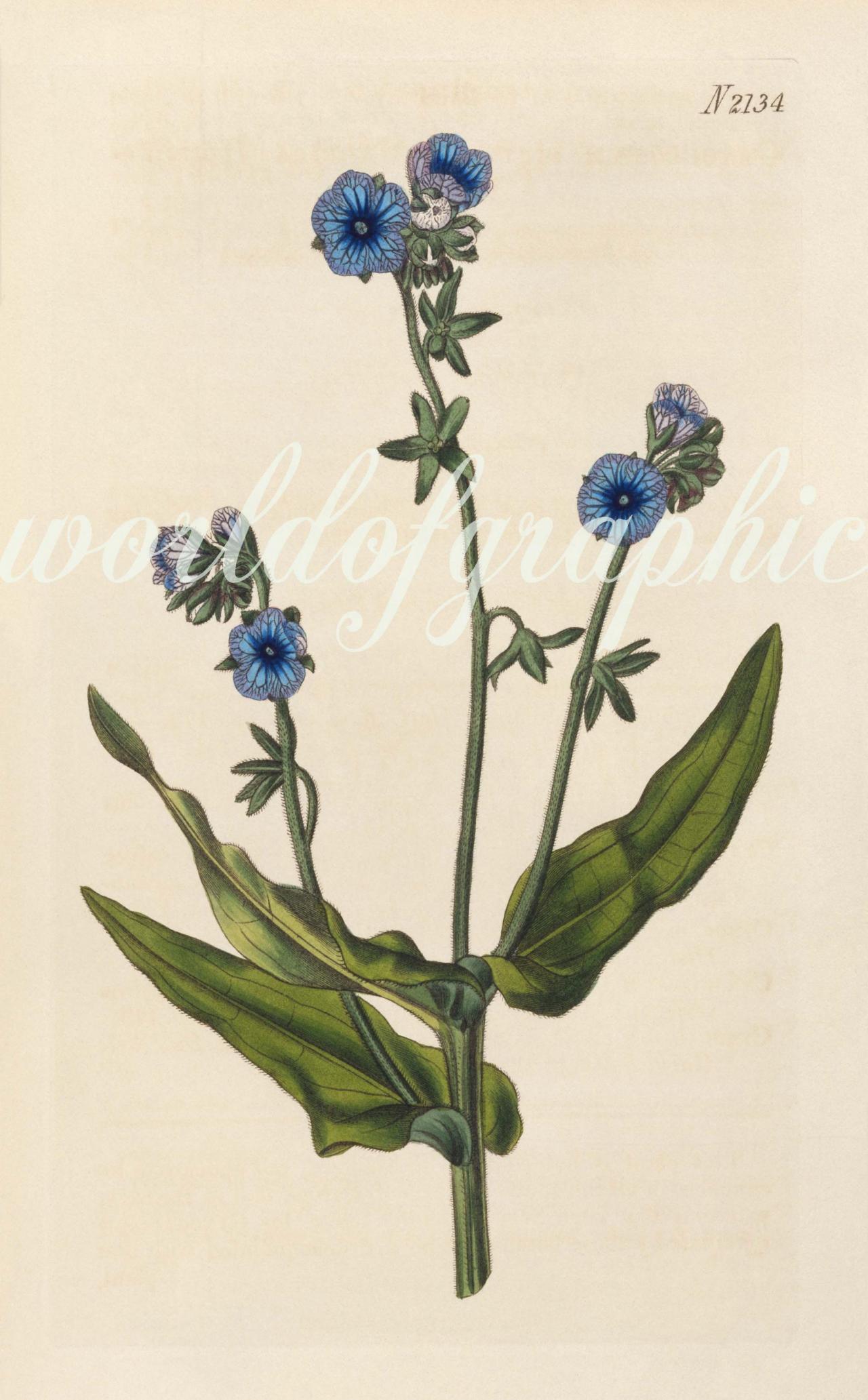 Antique Botanical Flower, Iron On Fabric, Transfer Burlap, Decoupage, Pillows Cards, Scrapbook-0028