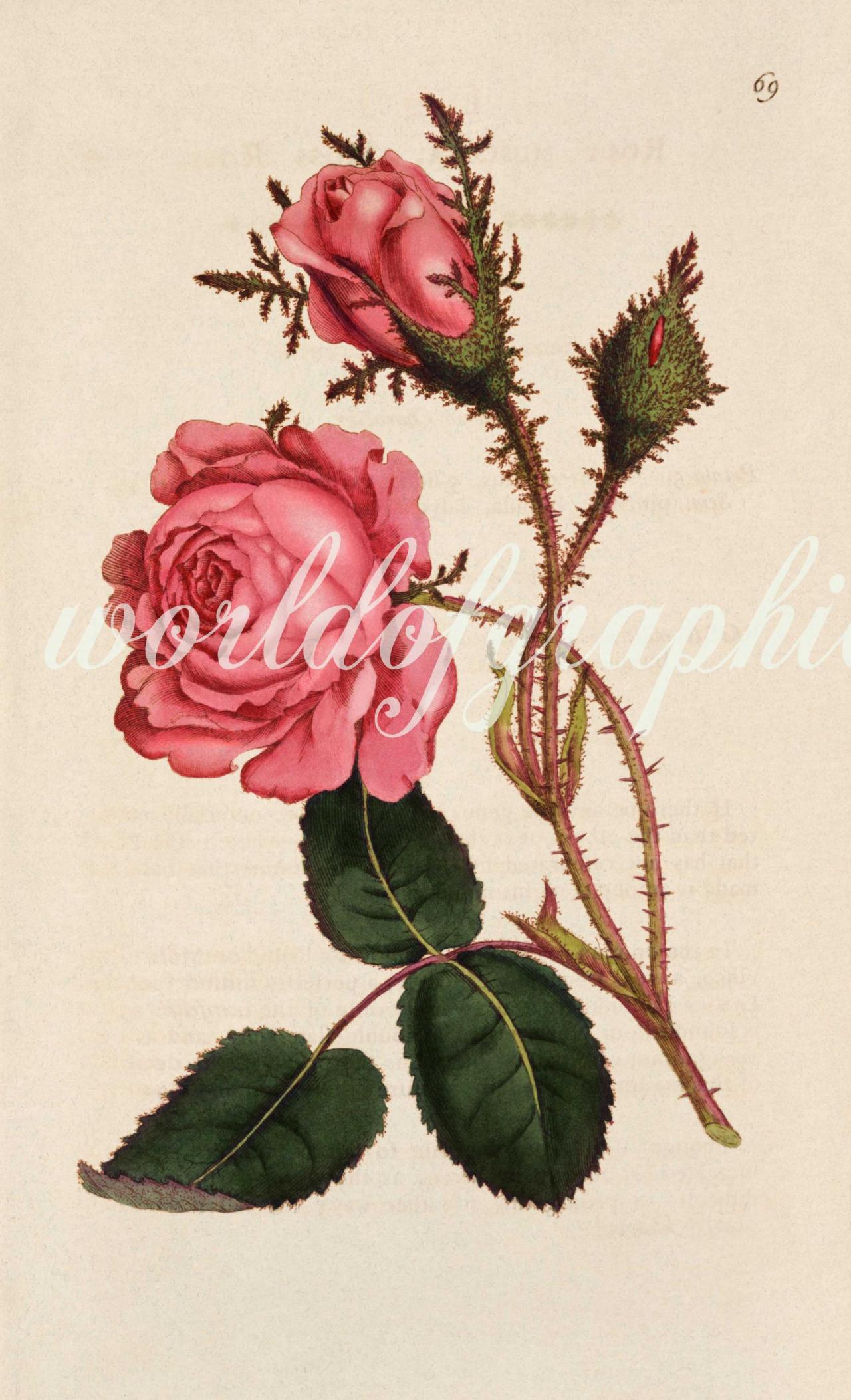 Antique Botanical Flower, Iron On Fabric, Transfer Burlap, Decoupage, Pillows Cards, Scrapbook-0029