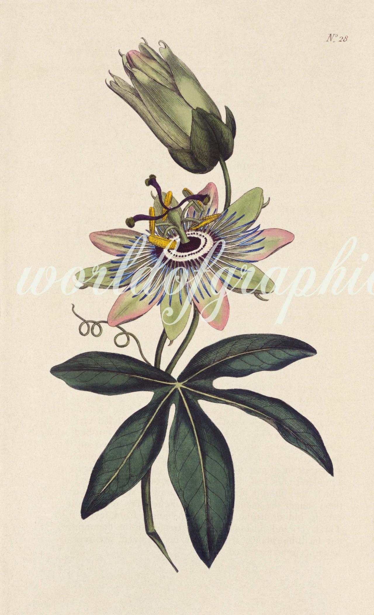 Antique Botanical Flower, Iron On Fabric, Transfer Burlap, Decoupage, Pillows Cards, Scrapbook-0030