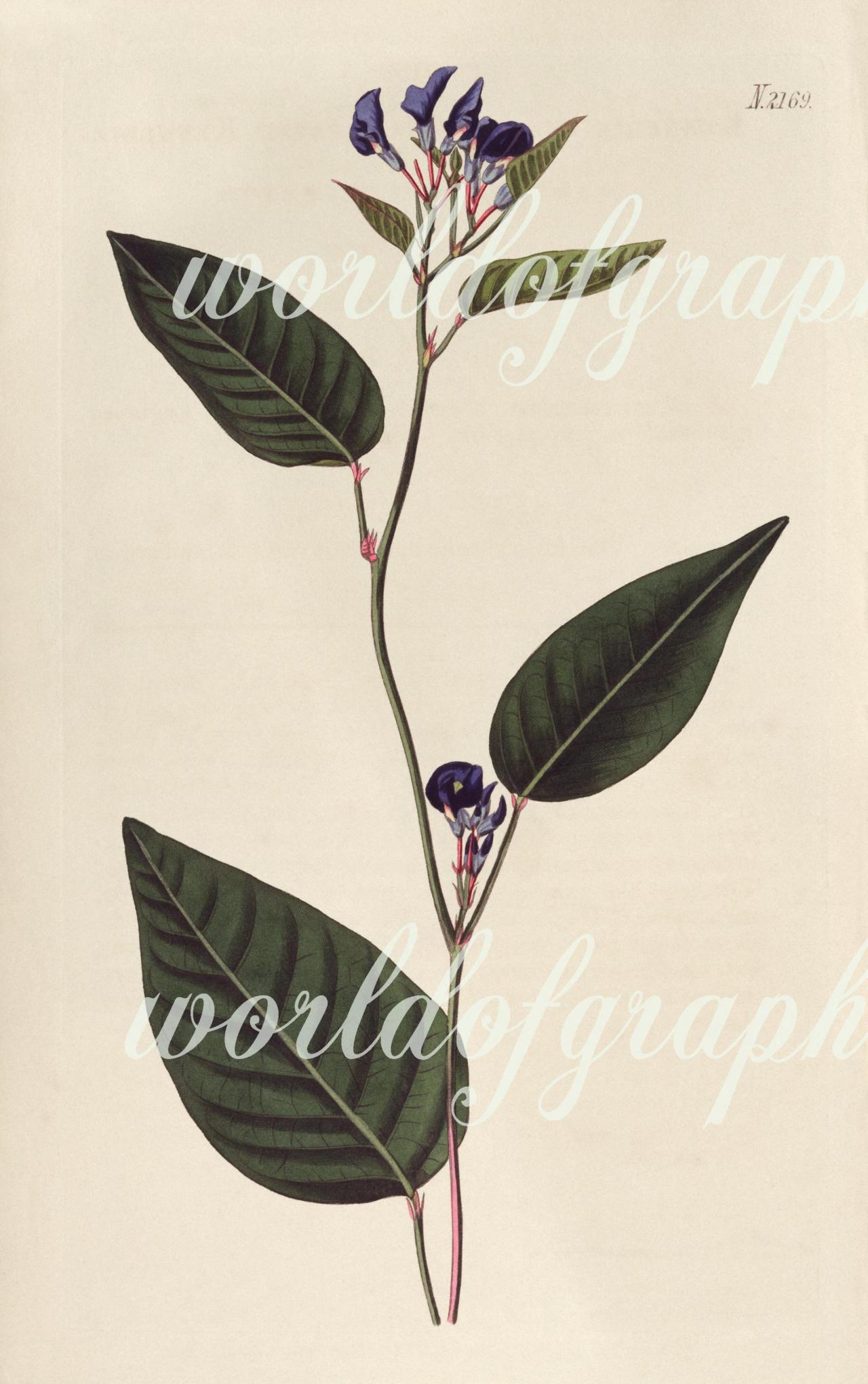 Antique Botanical Flower, Iron On Fabric, Transfer Burlap, Decoupage, Pillows Cards, Scrapbook-0031
