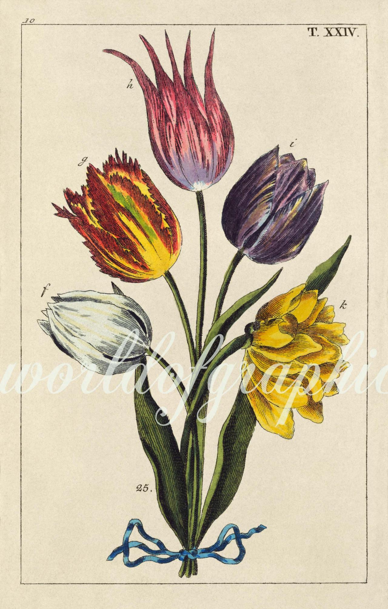 Antique Botanical Flower, Iron On Fabric, Transfer Burlap, Decoupage, Pillows Cards, Scrapbook-0032