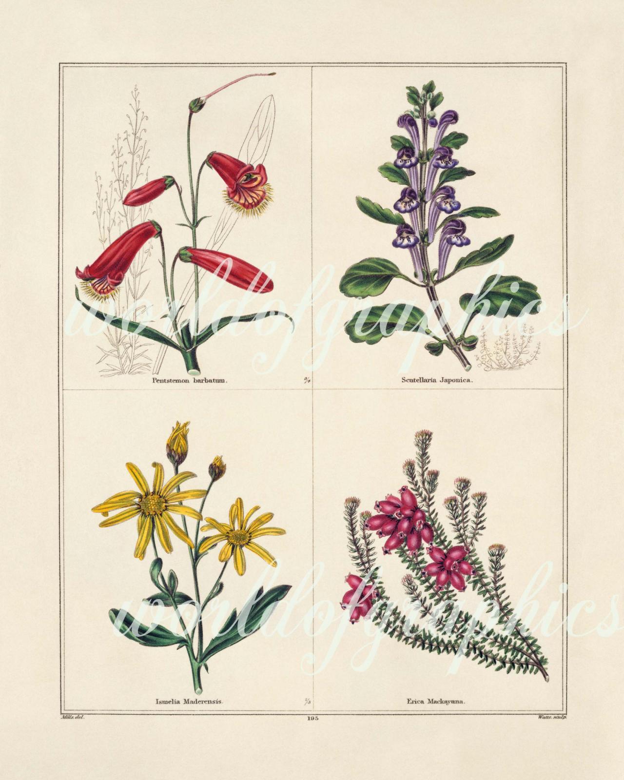 Antique Botanical Flower, Iron On Fabric, Transfer Burlap, Decoupage, Pillows Cards, Scrapbook-0035