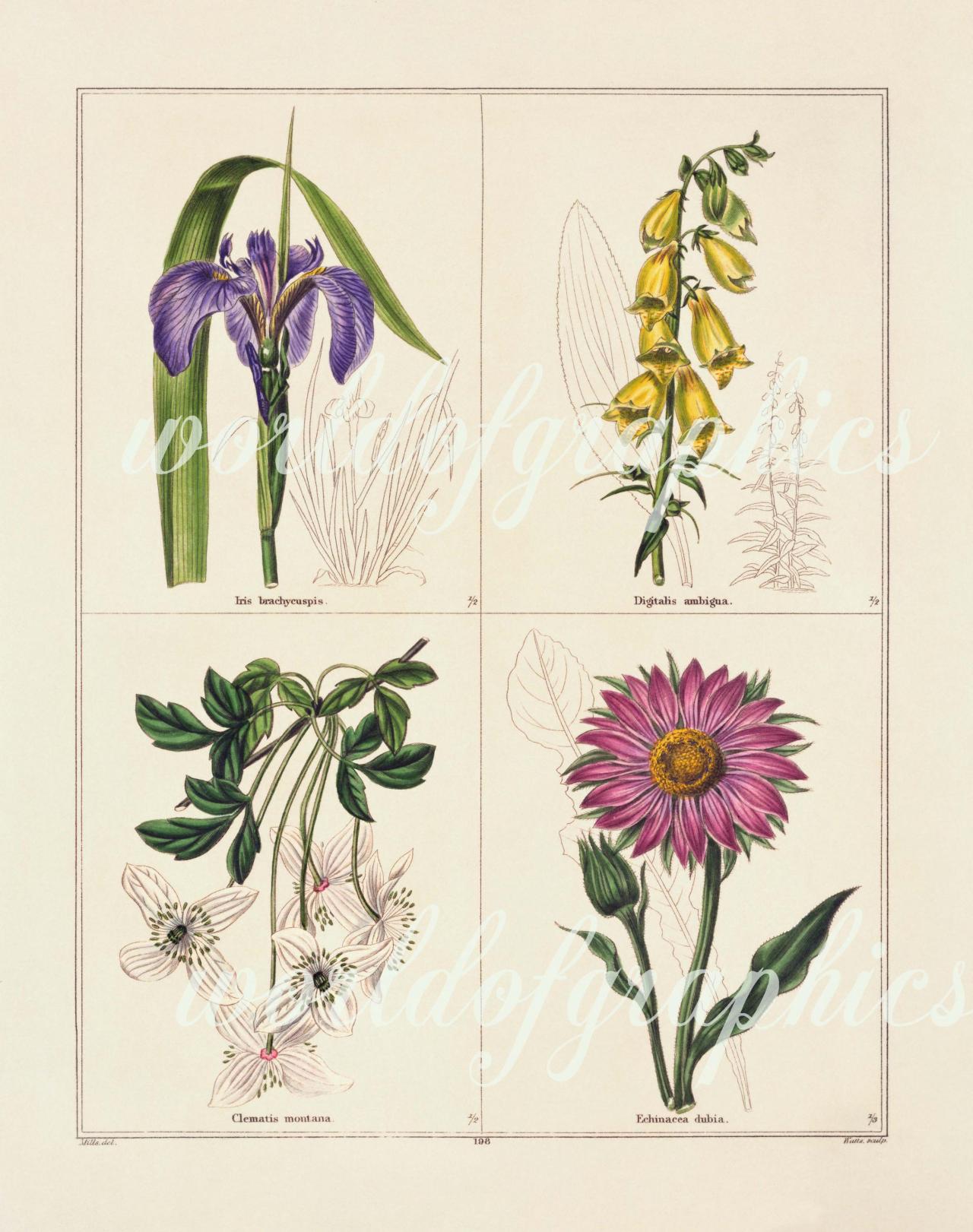 Antique Botanical Flower, Iron On Fabric, Transfer Burlap, Decoupage, Pillows Cards, Scrapbook-0036