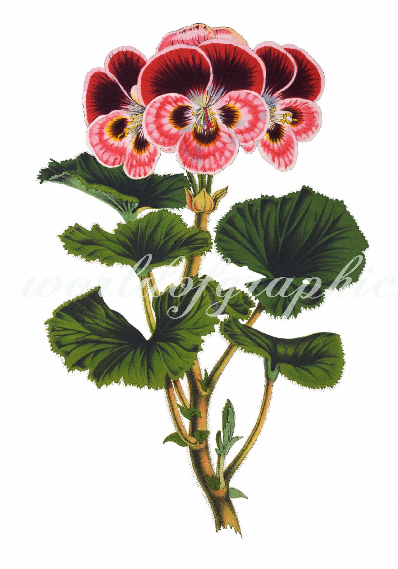 Antique Botanical Flower, Iron On Fabric, Transfer Burlap, Decoupage, Pillows Cards, Scrapbook-0039