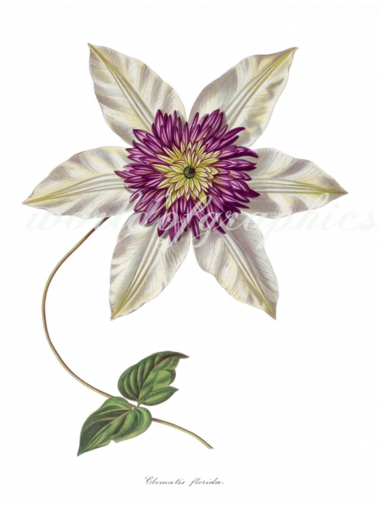 Antique Botanical Flower, Iron On Fabric, Transfer Burlap, Decoupage, Pillows Cards, Scrapbook-0044