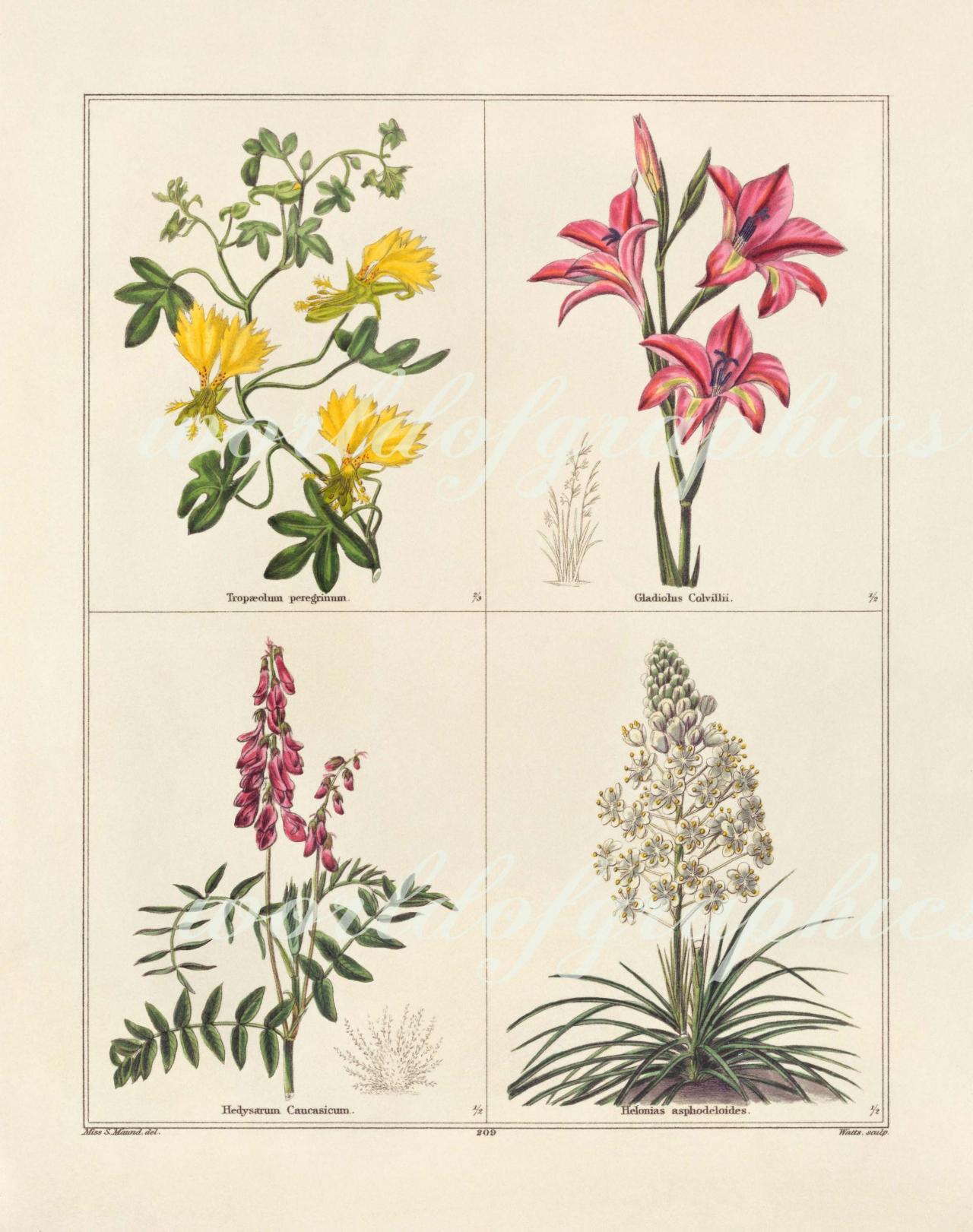 Antique Botanical Flower, Iron On Fabric, Transfer Burlap, Decoupage, Pillows Cards, Scrapbook-0045