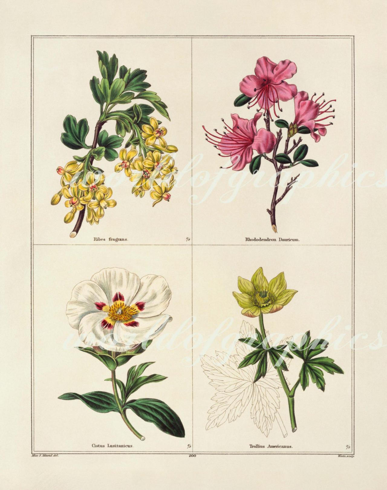 Antique Botanical Flower, Iron On Fabric, Transfer Burlap, Decoupage, Pillows Cards, Scrapbook-0048
